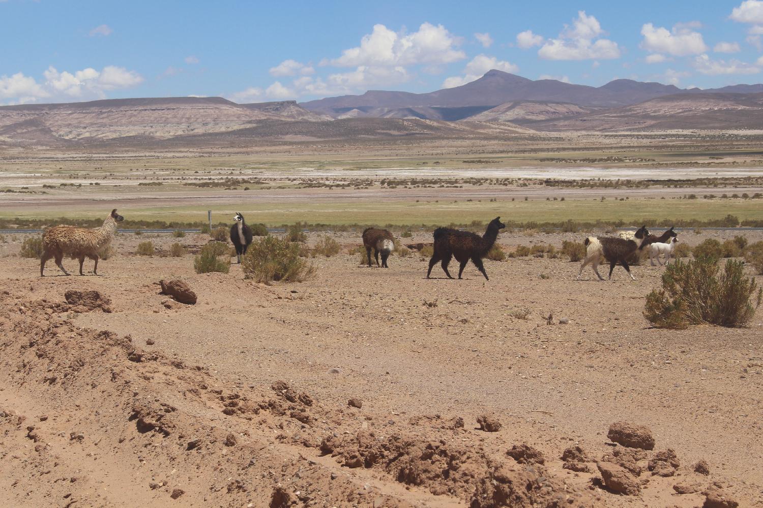 Bolivie