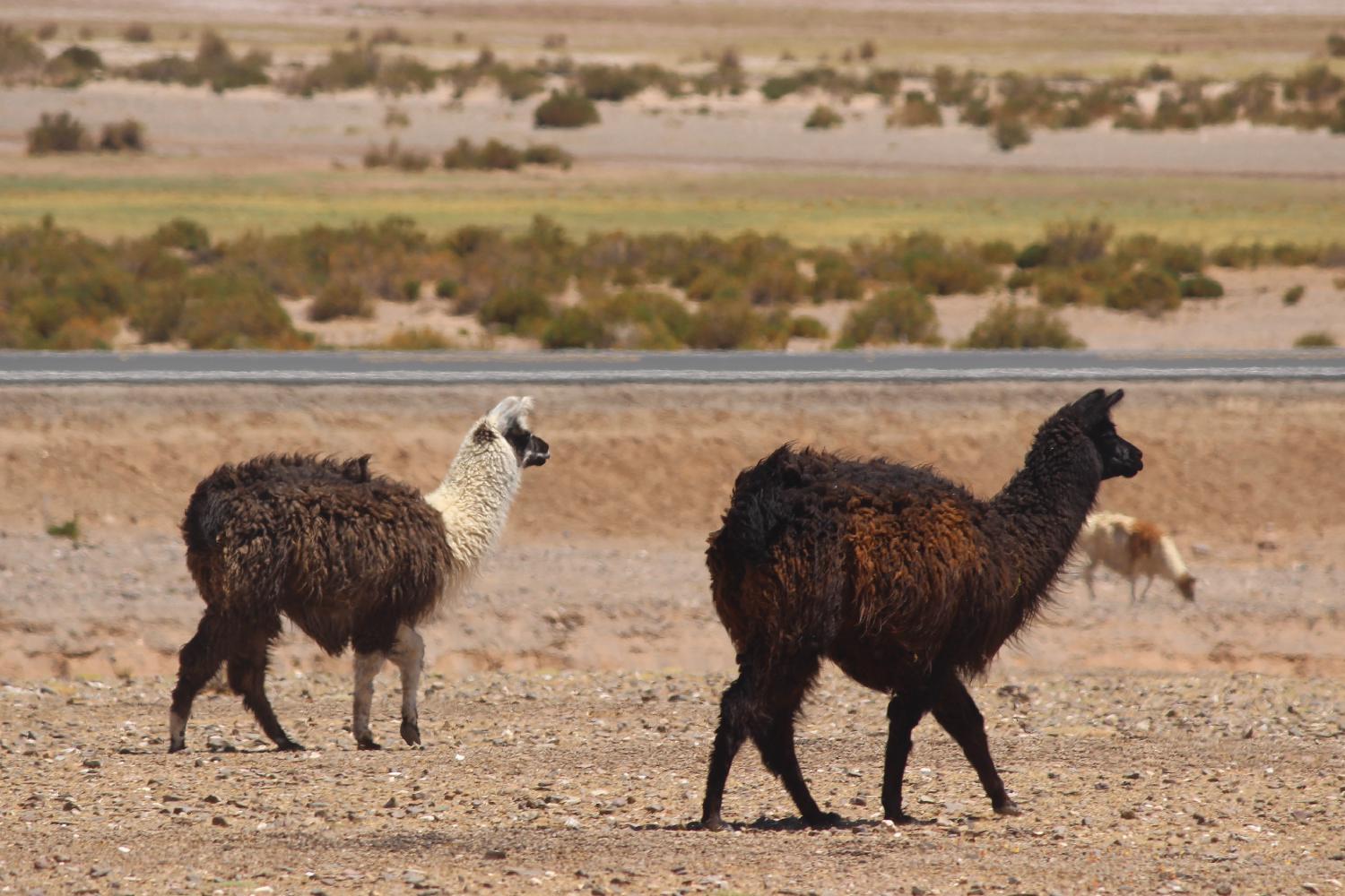 Bolivie