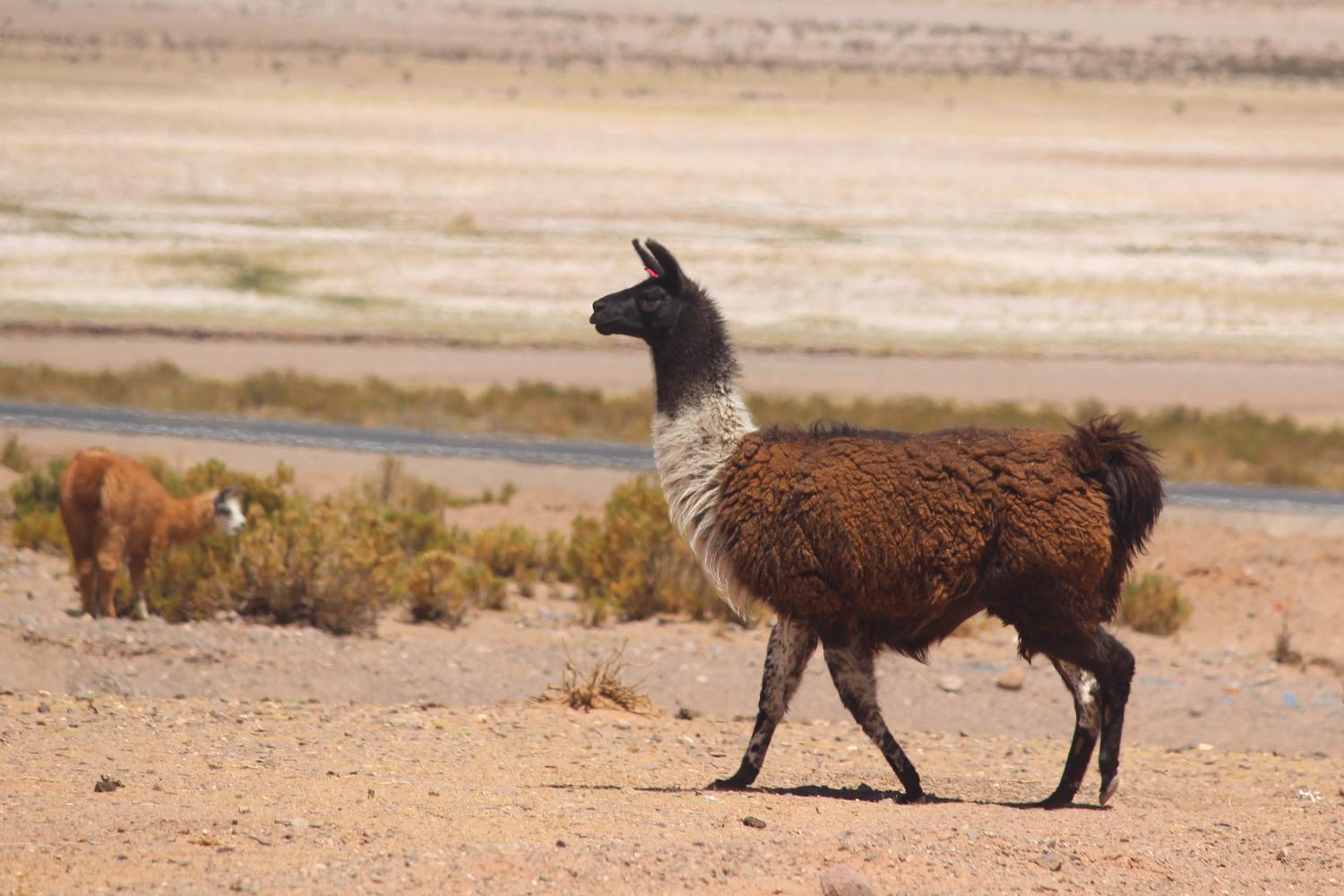 Bolivie