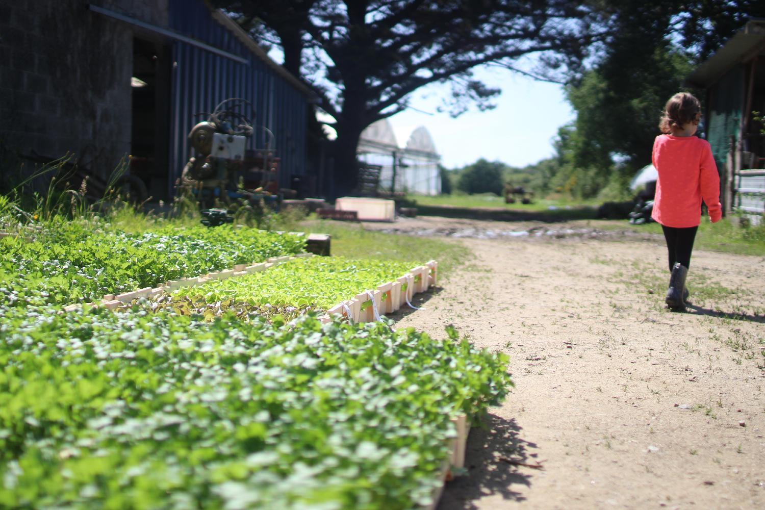 zéro déchet, ceuillette de légumes