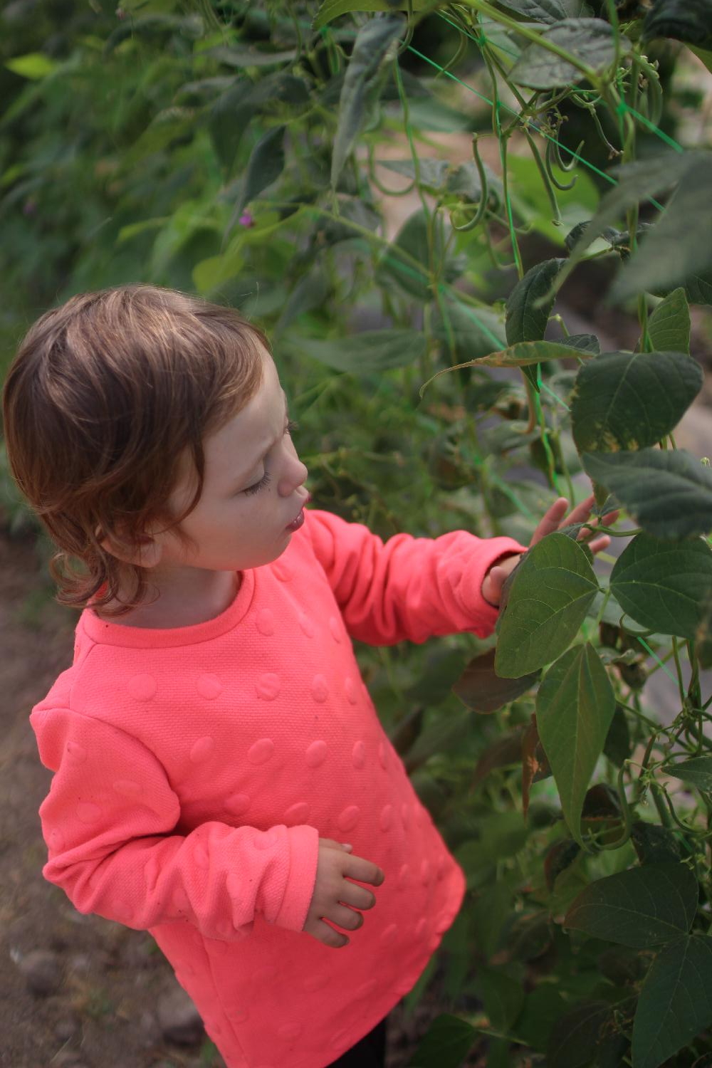 zéro déchet, ceuillette de légumes