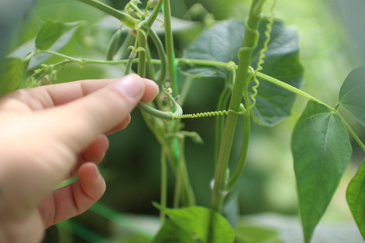 zéro déchet, ceuillette de légumes