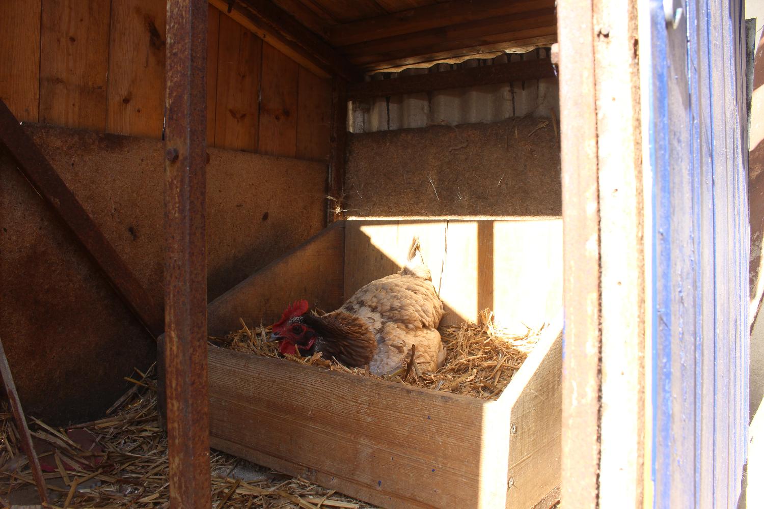 [ Zéro déchet ] Le compost de nos toilettes sèches